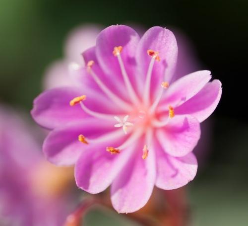 Fleurs cultivées : Lewisia