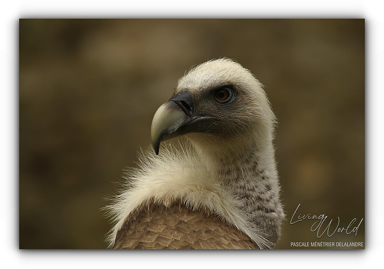Vautour fauve - Gyps fulvus