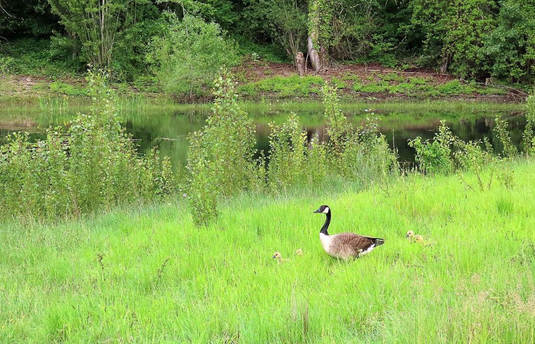 le parc de Pombonne à Bergerac - 3