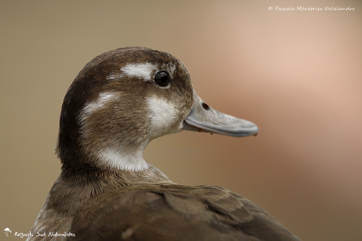 Canard à collier noir ♀