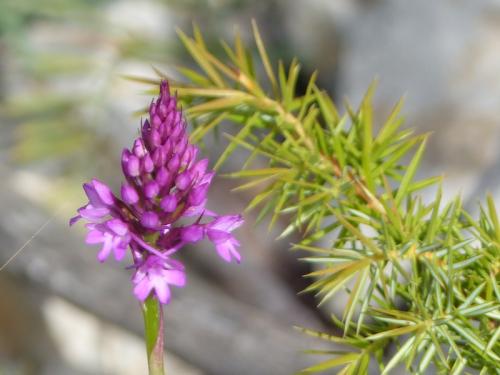 Col de l'Aup (Dévoluy)