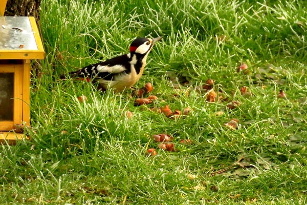 De beaux oiseaux colorés ont visité mon jardin cet hiver....