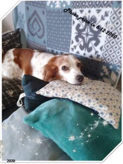 EMY (ma chienne Epagneul Breton)
