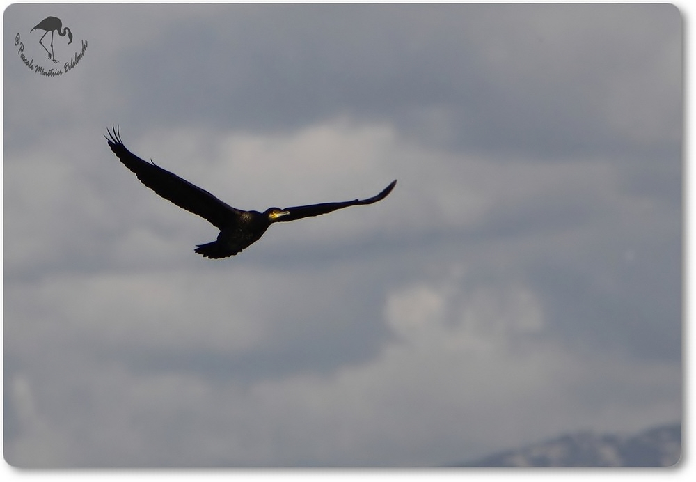 Passage d'un Grand Cormoran...
