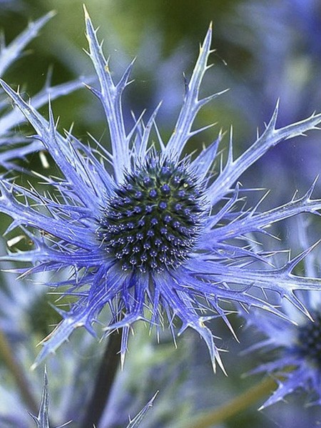 Fleurs cultivées : Panicaut