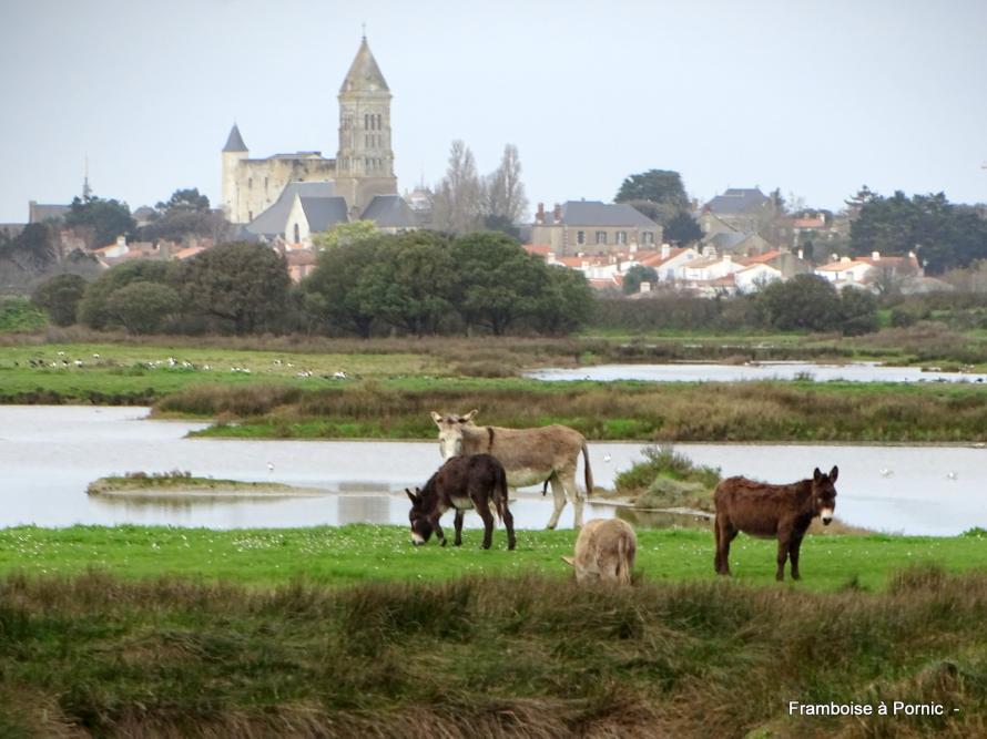 Balade à Noirmoutier février 2020