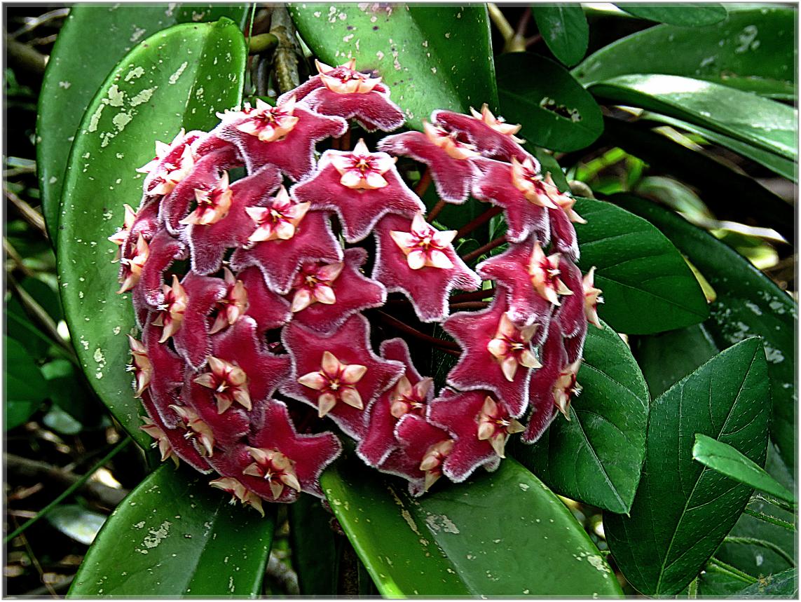 FLEURS  VENUS  D'AILLEURS 