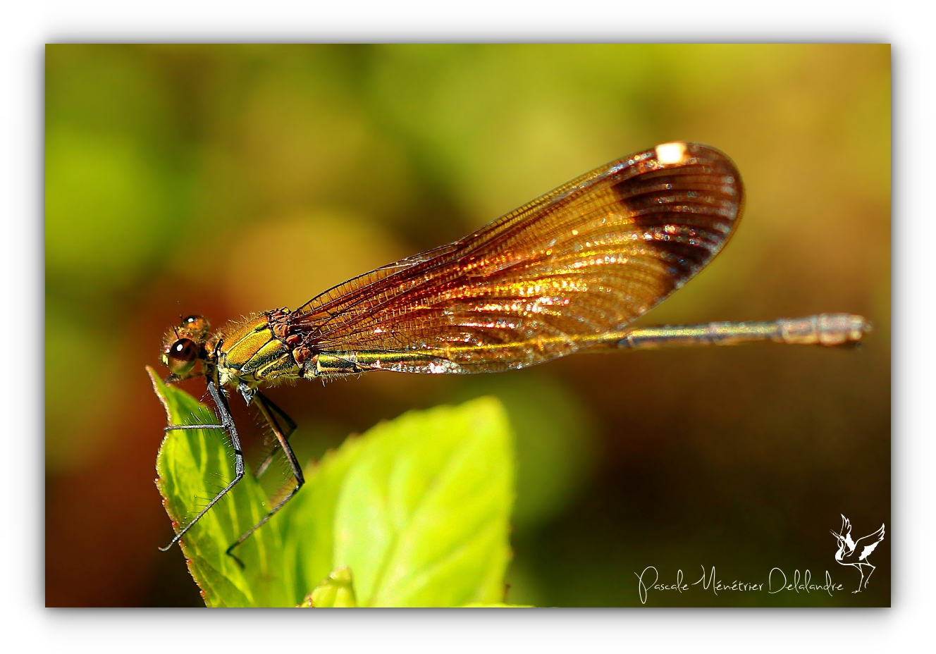 Calopréryx hémorroïdal  ♀ - Caloptéryx haemorrhoidalis