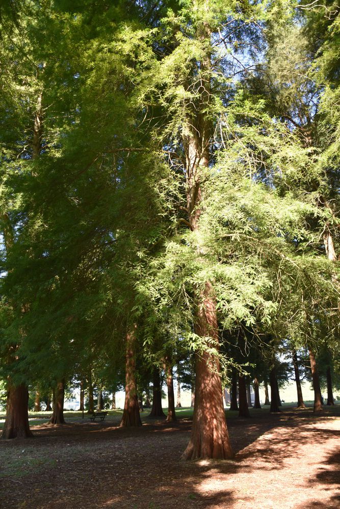 La Pointe des Vergnes, à Soustons...