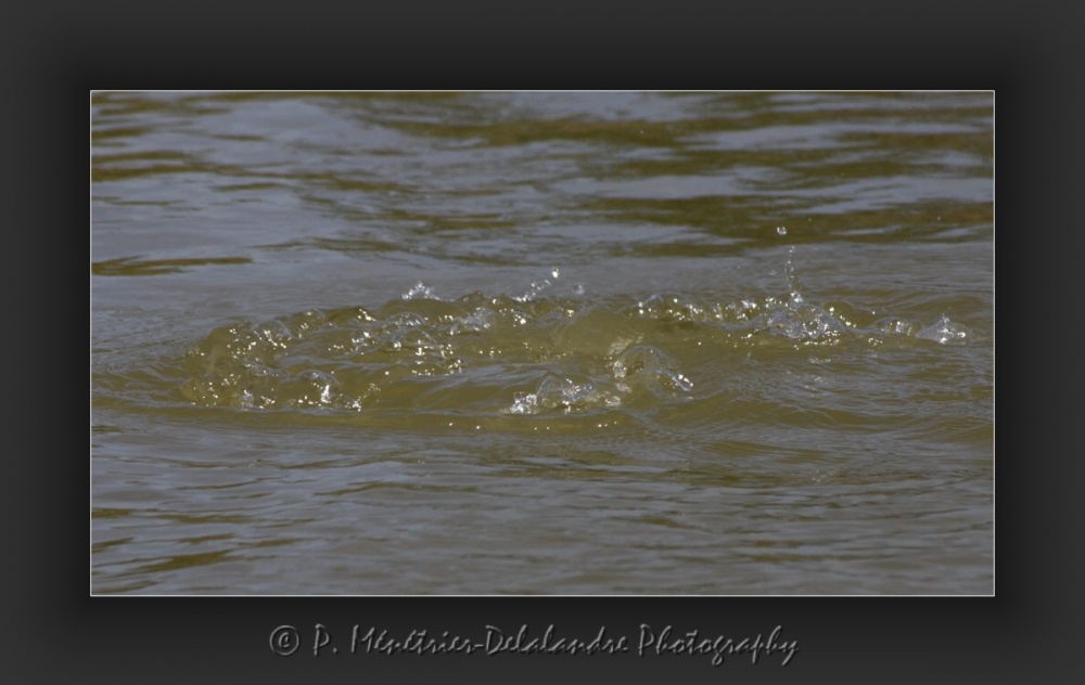 Jeux d'eau d'un fuligule milouin...