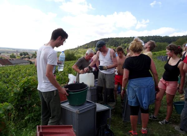 Les vendanges 2014 au Domaine Brigand de Massingy