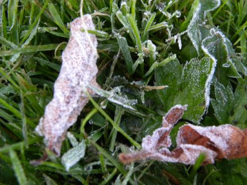 Première gelée au sol!