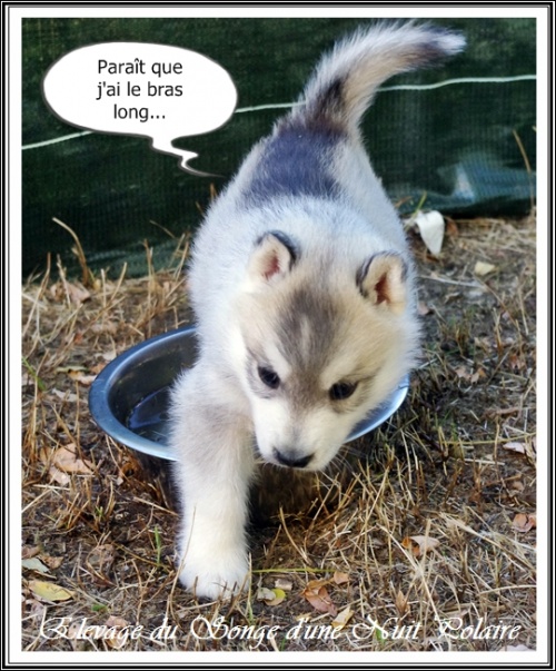 Chiot Husky Femelle 3 (34j)