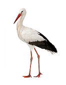 La cigogne