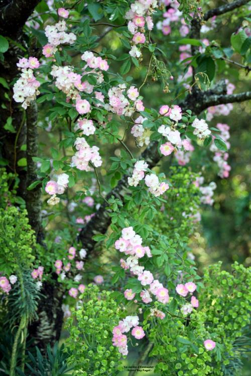 'Euphrosine'