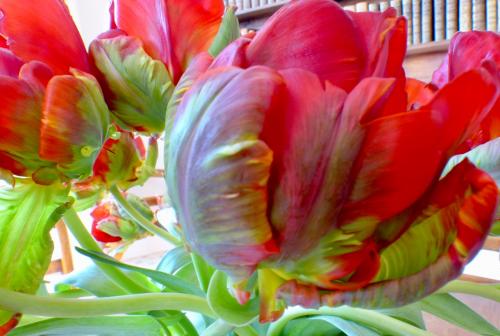 Tulipes :