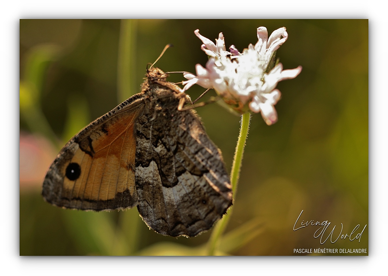 Famille des Nymphalidae  (1/2)