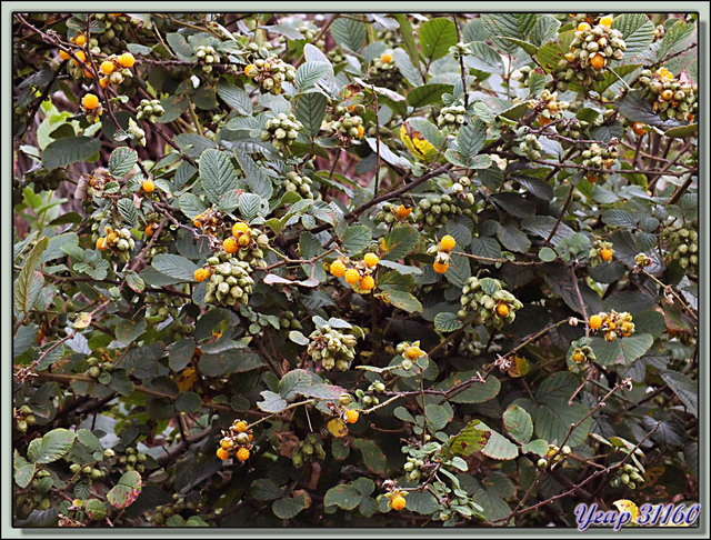 Blog de images-du-pays-des-ours : Images du Pays des Ours (et d'ailleurs ...), Framboises jaunes de l'Himalaya, yellow himalayan raspberry (Rubus ellipticus) - Nagarkot - Népal