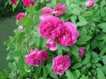 rosiers_anciens