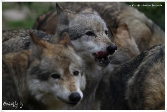 Loups de Sibérie (Canis lupus albus)