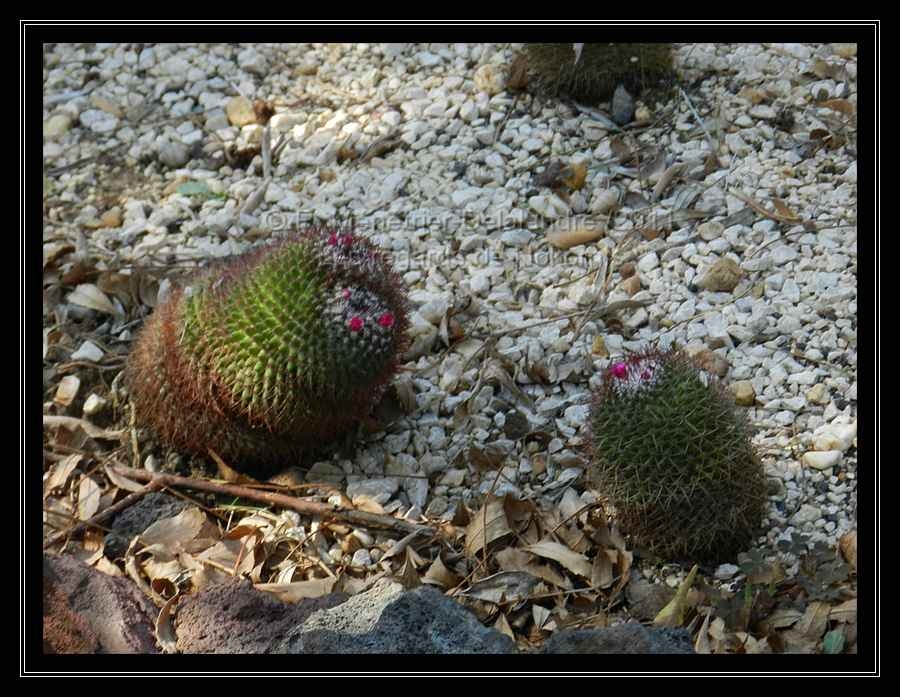 Cactus...