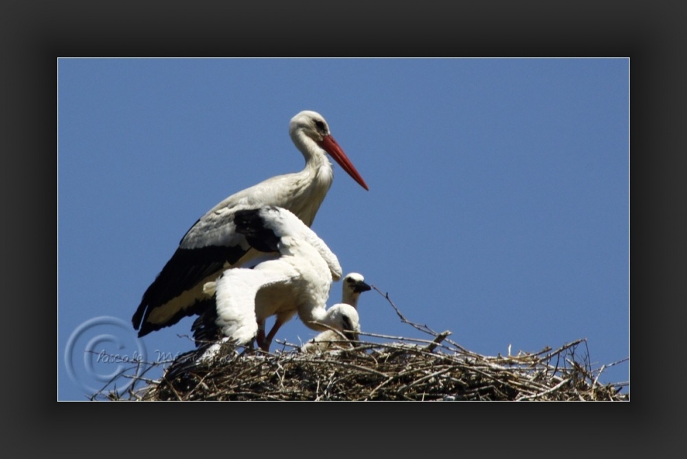 Essais d'ailes...