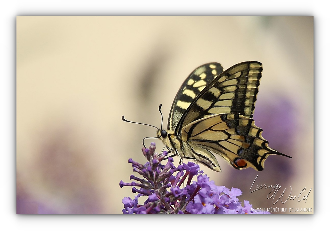 Quelques Papillons... (autres familles)