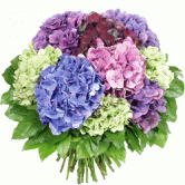Bouturez l'hortensia ....