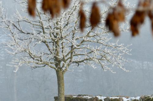 Habillé de givre :