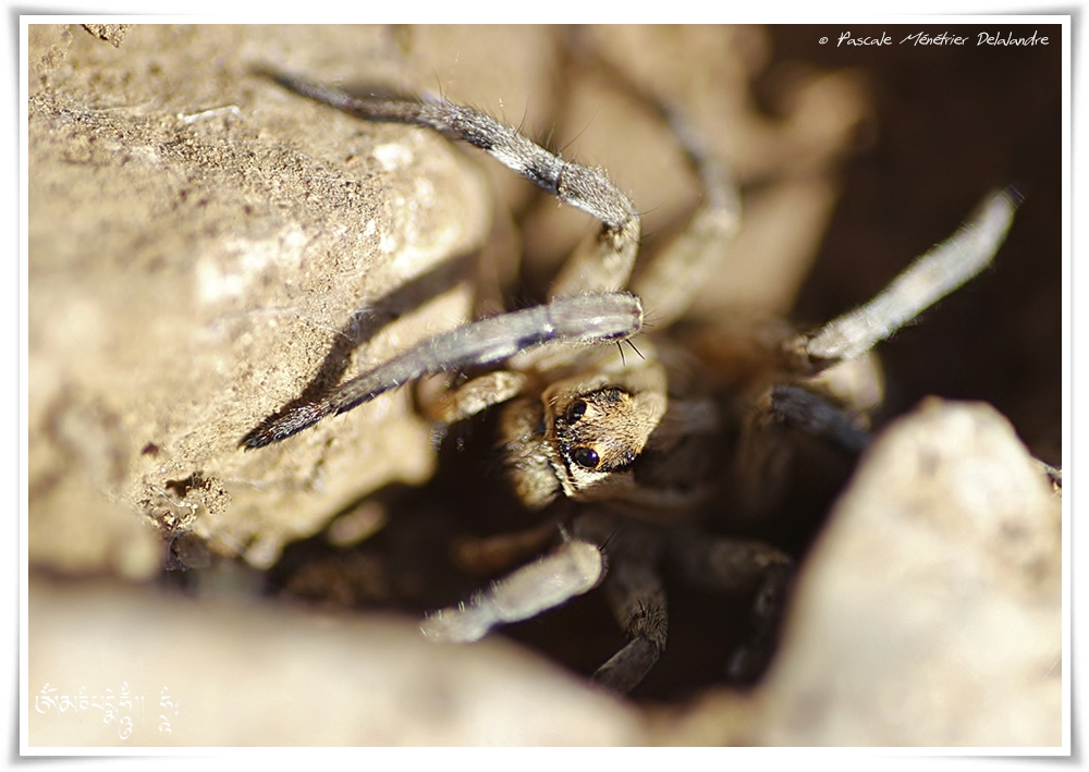 Lycose de Narbonne ♀ (Lycosa narbonensis)