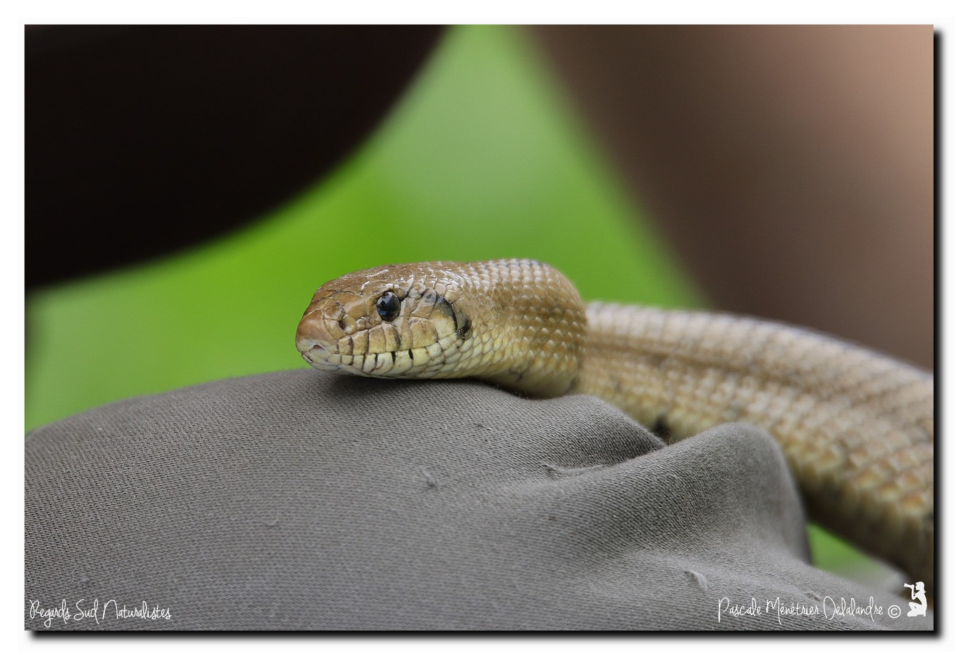 Couleuvre à échelons - Rhinechis scalaris (le mâle)