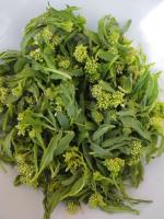 Le brocoli sauvage