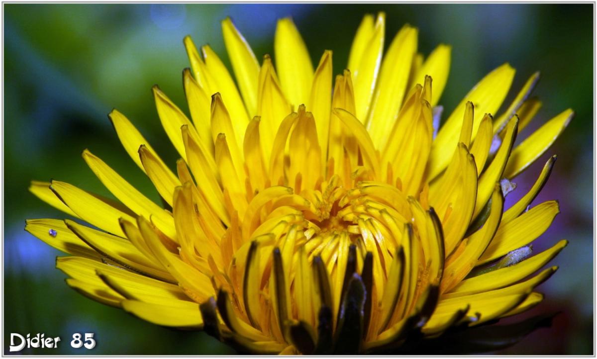 Pissenlit (2) - Taraxacum