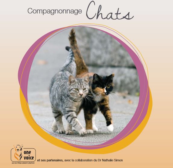 Conférence-formation pour mieux connaître les chats 