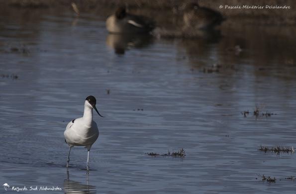 Avocette élégante