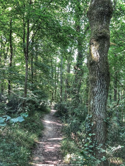 Forêt de Touffou - Vertou (44)