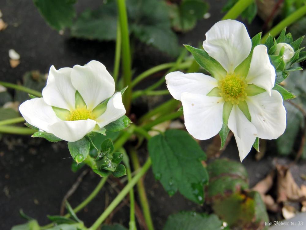 mes fleurs au jardin