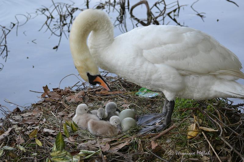 Lac Daumesnil : des petits cygnes voient le jour