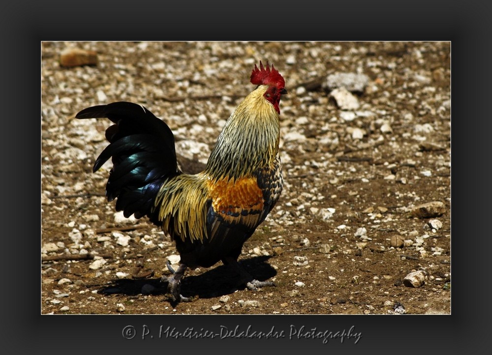 Fier comme un coq...