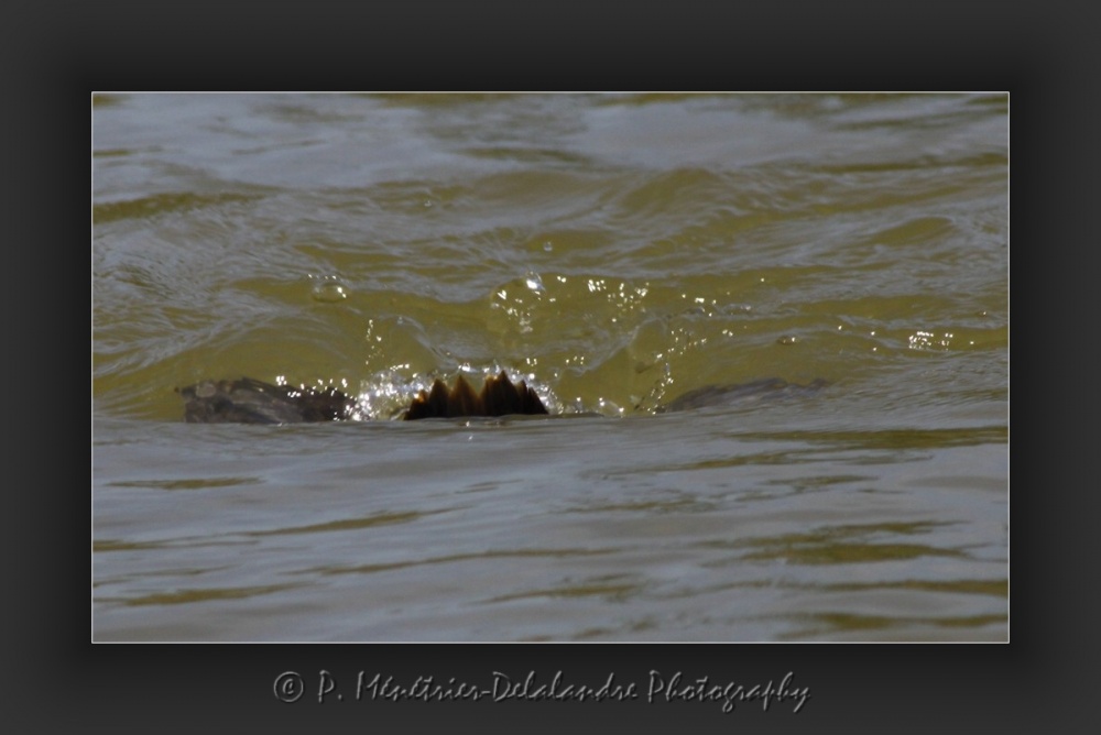Jeux d'eau d'un fuligule milouin...