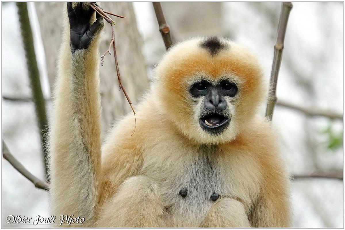 Gibbon à Favoris Blancs (1) - Nomascus leucogenys