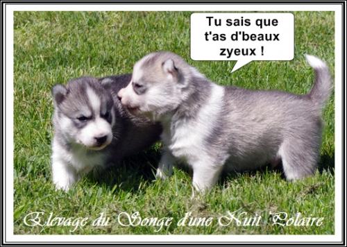 Portée de Joy (22 mai 2019)