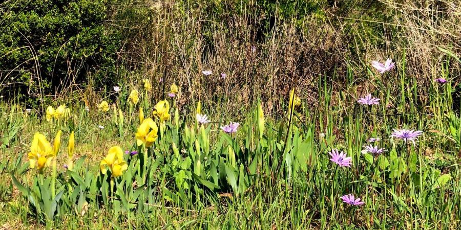 LAC DES ESCARCETS : samedi 15 mai