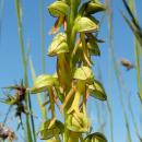 Orchis anthropophora