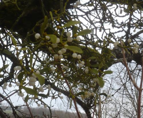 Compte-rendu Randonnée du Vendredi 17 Décembre 2021Boucle du Nant en Rhône