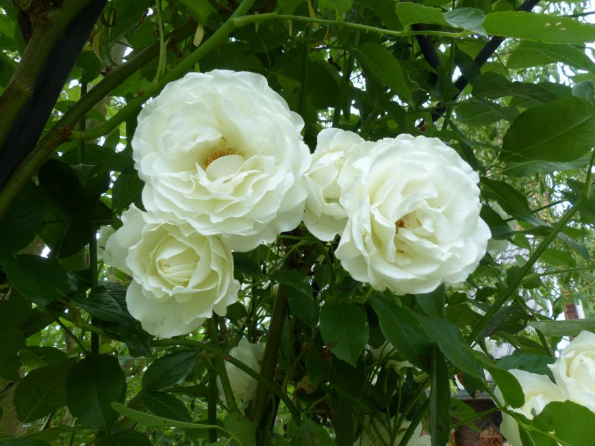 Voici des roses blanches et une rose rouge