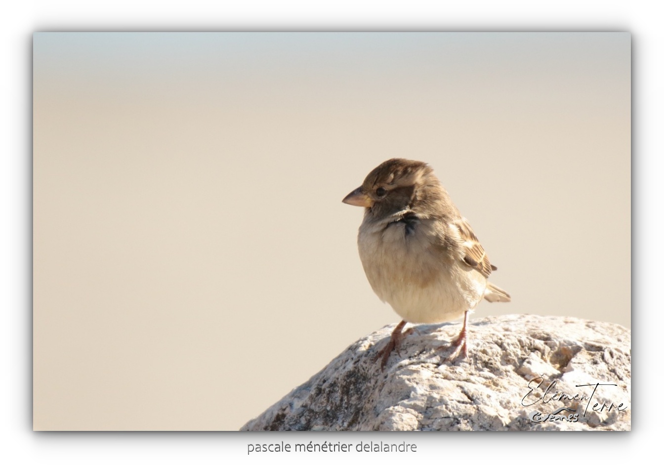 Moineaux domestiques