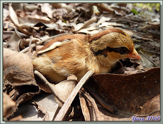 Blog de images-du-pays-des-ours : Images du Pays des Ours (et d'ailleurs ...), Poussin de poule sauvage - Parc National de Chitwan - Teraï - Népal
