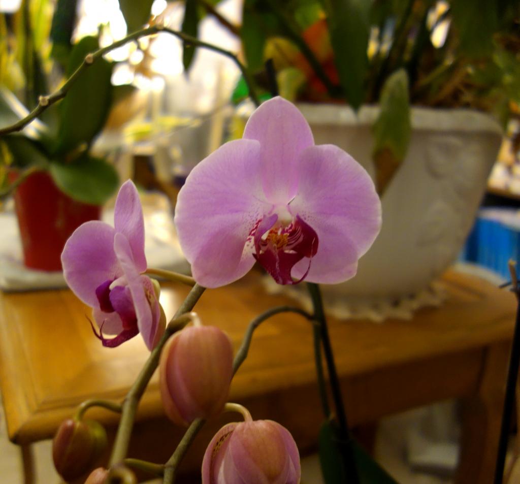 Quelques fleurs de la maison !