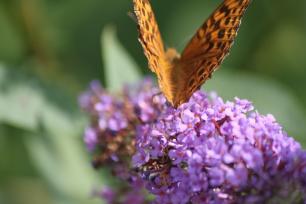 Canal Nantes Brest 036